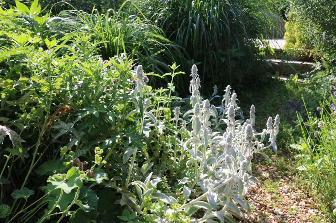 Le Bourgis Bed and Breakfast La Chapelle-Montligeon Εξωτερικό φωτογραφία